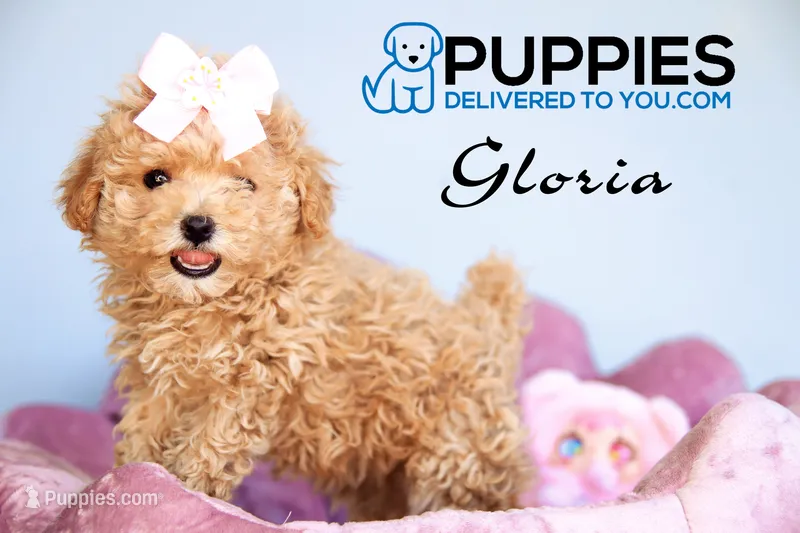 gloria – Poodle - Toy  puppy for sale in Corning, CA