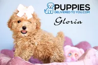 gloria, a female Poodle - Toy  for sale in Corning, CA – 1 of 1