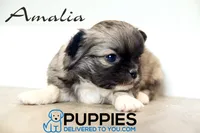 AKC Long Haired Chihuahua Amalia, a female Chihuahua for sale in Corning, CA – 1 of 3