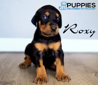 Roxy, a female Doberman Pinscher for sale in Corning, CA – 1 of 1