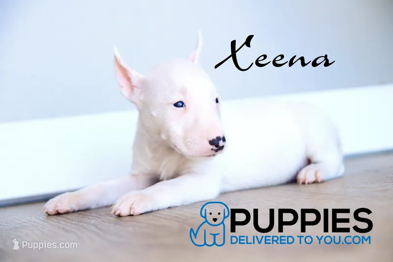 Xeena – Bull Terrier puppy for sale in Corning, CA
