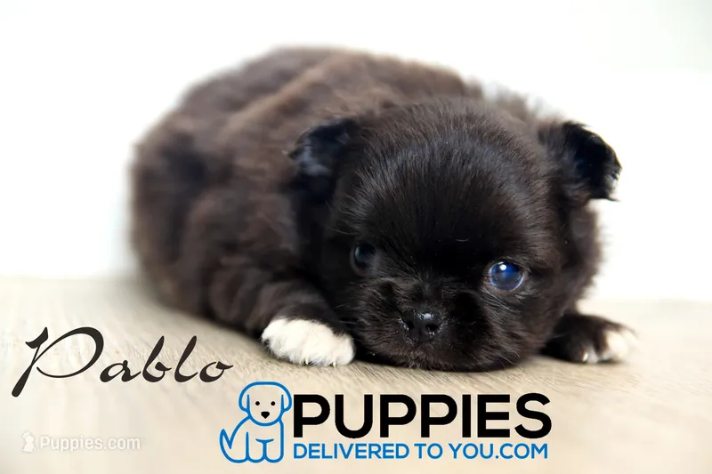 AKC Long Haired Chihuahua Pablo, a male Chihuahua for sale in Corning, CA – 1 of 1