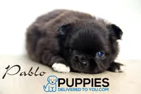 AKC Long Haired Chihuahua Pablo, a male Chihuahua for sale in Corning, CA – 1 of 1