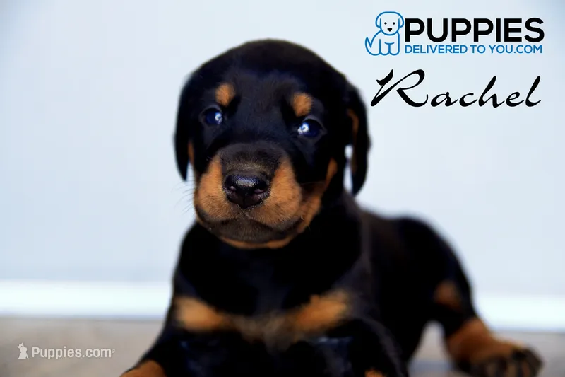 Rachel – Doberman Pinscher puppy for sale in Corning, CA