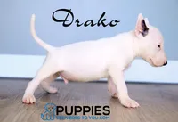 Drako, a male Bull Terrier for sale in Corning, CA – 2 of 2