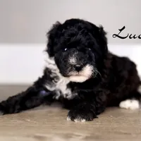 LUCY, a female Poodle - Toy  for sale in Corning, CA – 1 of 1