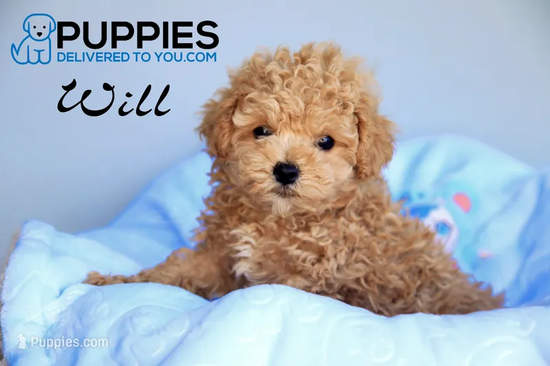 will – Poodle - Toy  puppy for sale in Corning, CA
