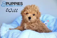 will, a male Poodle - Toy  for sale in Corning, CA – 1 of 1