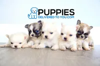 AKC Teacup Tom, a male Chihuahua for sale in Corning, CA – 4 of 4