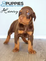 Henry, a male Doberman Pinscher for sale in Corning, CA – 2 of 2