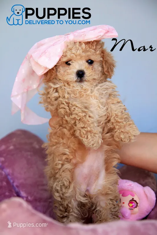 MAR – Poodle - Toy  puppy for sale in Corning, CA
