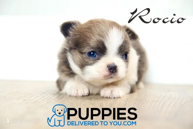 AKC Long hair Chihuahua Rocio, a female Chihuahua for sale in Corning, CA – 1 of 2