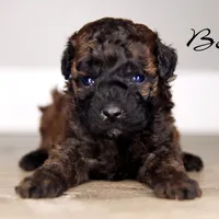 BELLA, a female Poodle - Toy  for sale in Corning, CA – 1 of 1