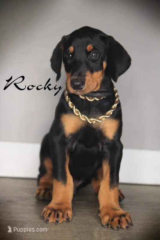 ROCKY