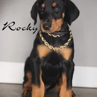 ROCKY, a male Doberman Pinscher for sale in Corning, CA – 1 of 1