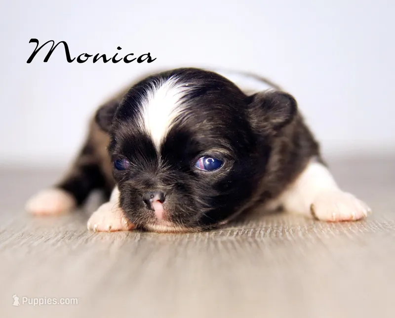 Monica  – Chihuahua puppy for sale in Corning, CA