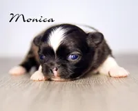 Monica , a female Chihuahua for sale in Corning, CA – 1 of 1