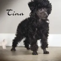 Tina, a female Poodle - Toy  for sale in Corning, CA – 1 of 1
