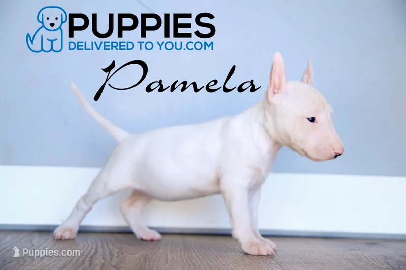 Pamela – Bull Terrier puppy for sale in Corning, CA