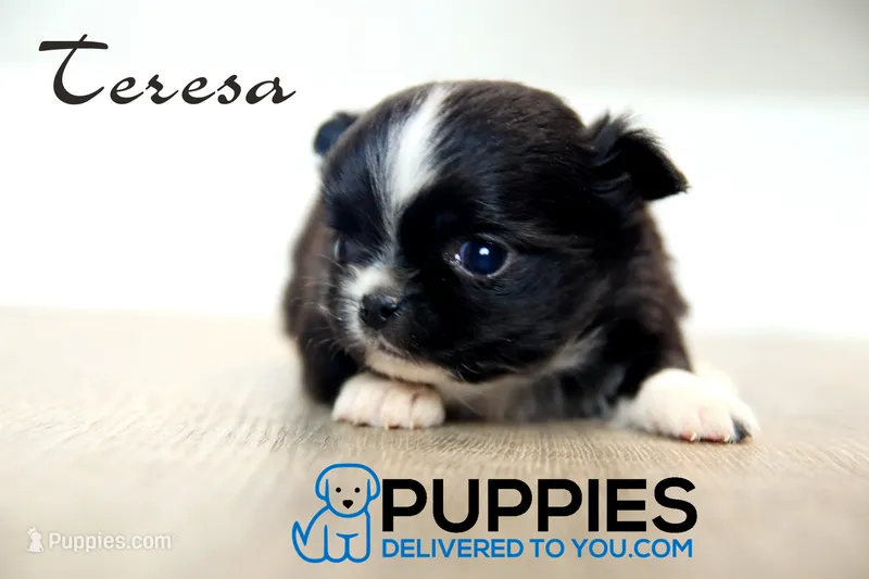 AKC Long Haired Chihuahua Teresa, a female Chihuahua for sale in Corning, CA – 1 of 3