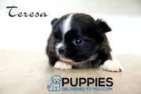 AKC Long Haired Chihuahua Teresa, a female Chihuahua for sale in Corning, CA – 1 of 3