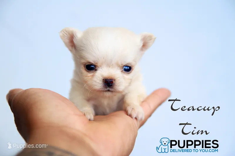 Teacup tim, a male Chihuahua for sale in Corning, CA – 1 of 4