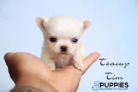 Teacup tim, a male Chihuahua for sale in Corning, CA – 1 of 4