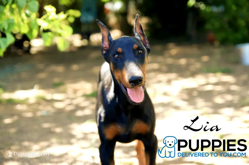 Lia – Doberman Pinscher puppy for sale in Corning, CA