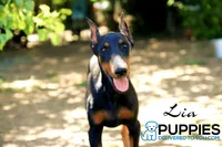 Lia, a female Doberman Pinscher for sale in Corning, CA – 1 of 2