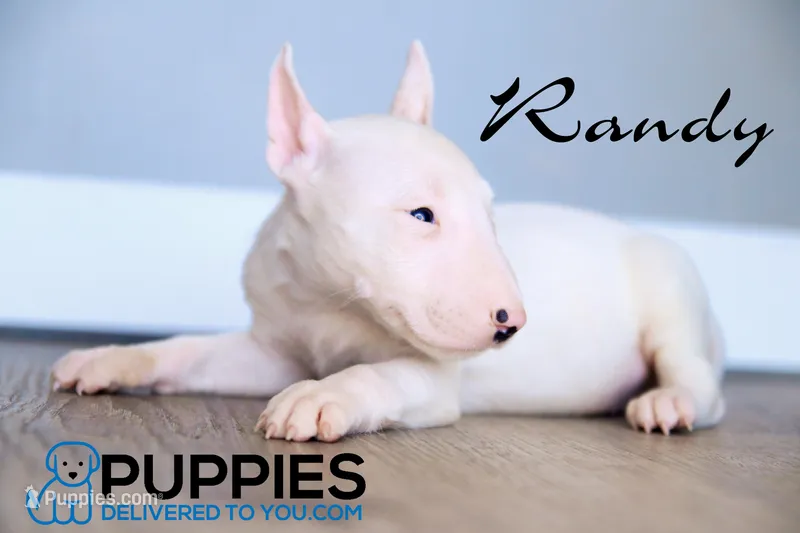 Randy – Bull Terrier puppy for sale in Corning, CA