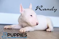 Randy, a male Bull Terrier for sale in Corning, CA – 1 of 2