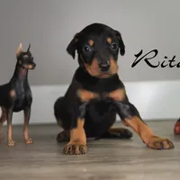 Rita, a female Doberman Pinscher for sale in Corning, CA – 1 of 1