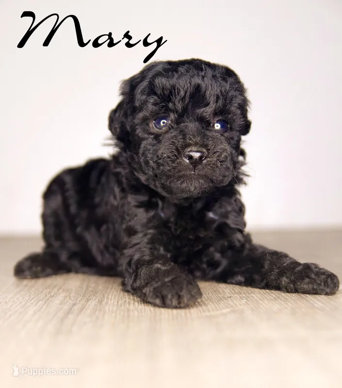 Mary – Poodle - Toy  puppy for sale in Corning, CA