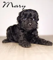 Mary, a female Poodle - Toy  for sale in Corning, CA – 1 of 1