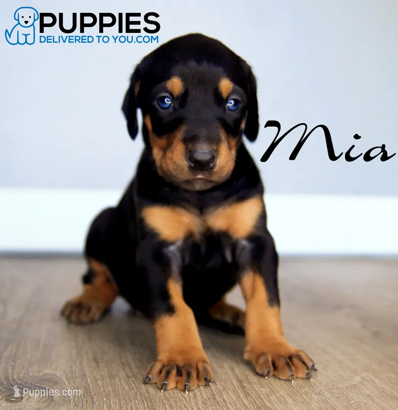 Mia – Doberman Pinscher puppy for sale in Corning, CA