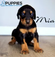 Mia, a female Doberman Pinscher for sale in Corning, CA – 1 of 1