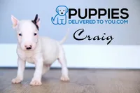 Craig, a male Bull Terrier for sale in Corning, CA – 2 of 2