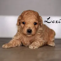 LEXI, a female Poodle - Toy  for sale in Corning, CA – 1 of 1