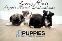 AKC Long Haired Chihuahua Amalia, a female Chihuahua for sale in Corning, CA – 2 of 3