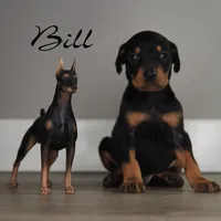 Bill, a male Doberman Pinscher for sale in Corning, CA – 1 of 1
