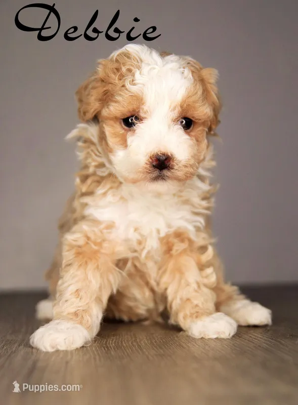 Debbie  – Poodle - Toy  puppy for sale in Corning, CA