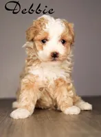 Debbie , a female Poodle - Toy  for sale in Corning, CA – 1 of 1