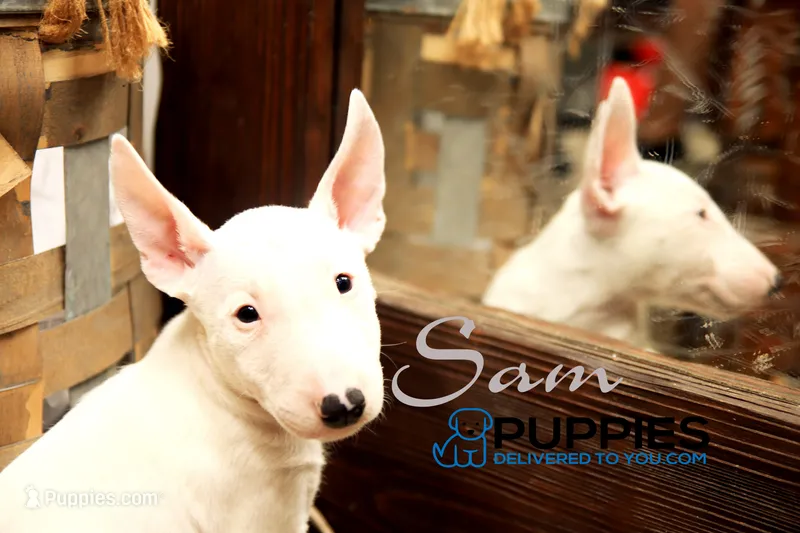 sam – Bull Terrier puppy for sale in Corning, CA