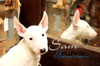 sam, a male Bull Terrier for sale in Corning, CA – 1 of 1