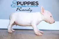 Randy, a male Bull Terrier for sale in Corning, CA – 2 of 2