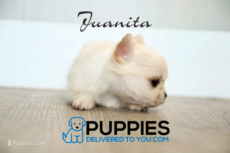 AKC Long Haired Chihuahua Junita, a female Chihuahua for sale in Corning, CA – 1 of 1