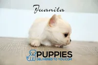 AKC Long Haired Chihuahua Junita, a female Chihuahua for sale in Corning, CA – 1 of 1