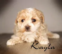 Kayla, a female Poodle - Toy  for sale in Corning, CA – 1 of 1