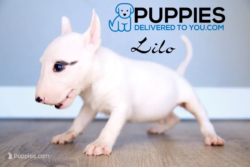 Lilo – Bull Terrier puppy for sale in Corning, CA