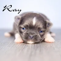 Ray, a male Chihuahua for sale in Corning, CA – 1 of 1